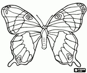Butterfly Coloring Sheets on Butterflies Coloring Pages  Butterflies Coloring Book  Butterflies