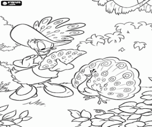 Duck Coloring Pages on Daisy Duck Coloring Pages  Daisy Duck Coloring Book  Daisy Duck