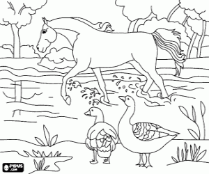Horse trotting on the river under the gaze of two birds coloring page