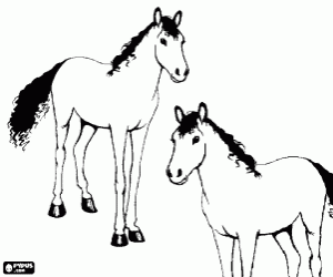 Horses on the plains coloring page