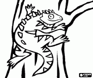 Reptiles Colouring Pages