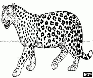 Jaguar on Jaguar Coloring Page
