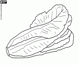 Lettuce Coloring Sheet