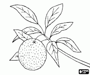 Tangerine Coloring Page